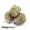 $119 OZ - Sativa