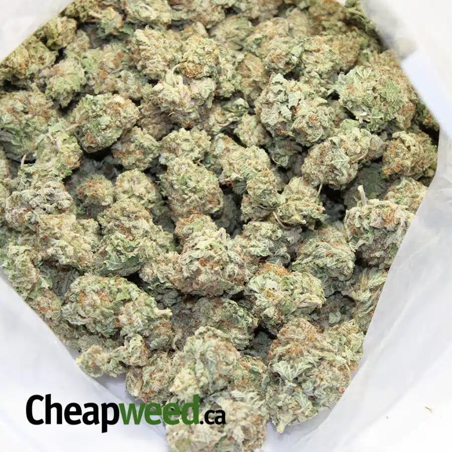 Alternative view of Tony's Select Sativa #7