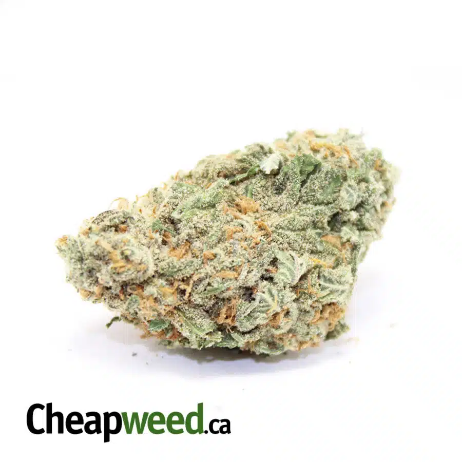 sweet mango haze 1 I Sweet Mango Haze