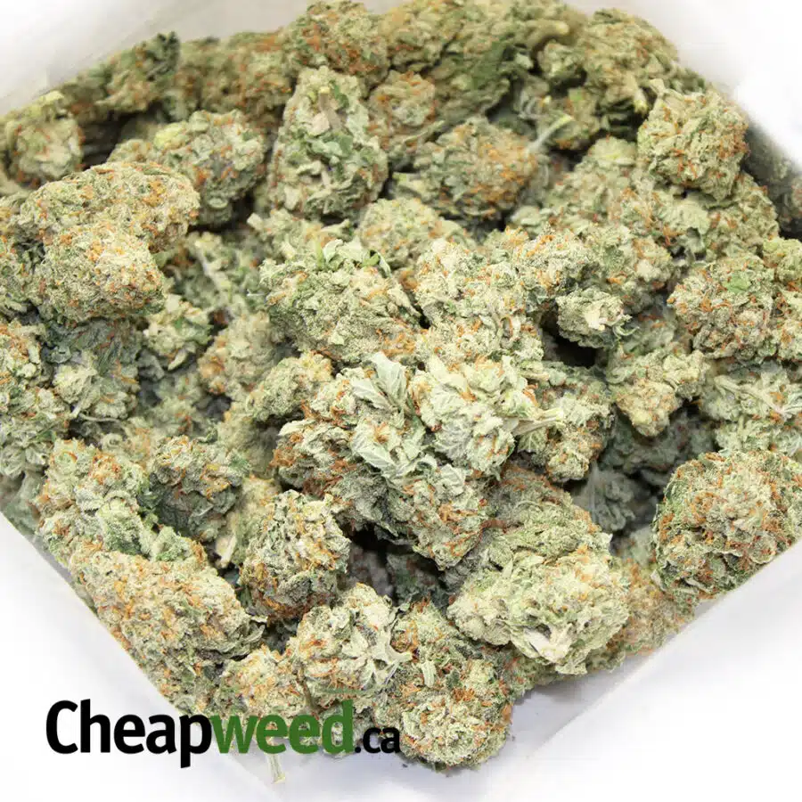 Alternative view of Sweet Mango Haze