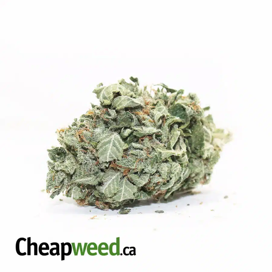 Select Pounds (Indica)