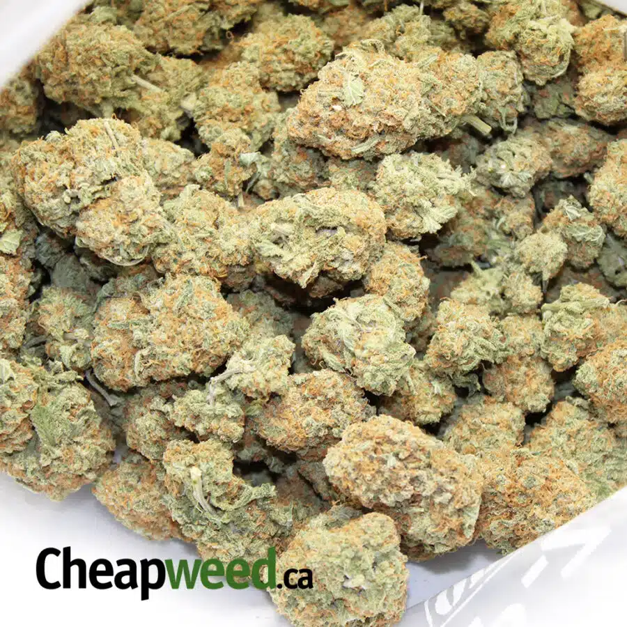 tonys select sativa 9 3 I Select Pounds Sativa