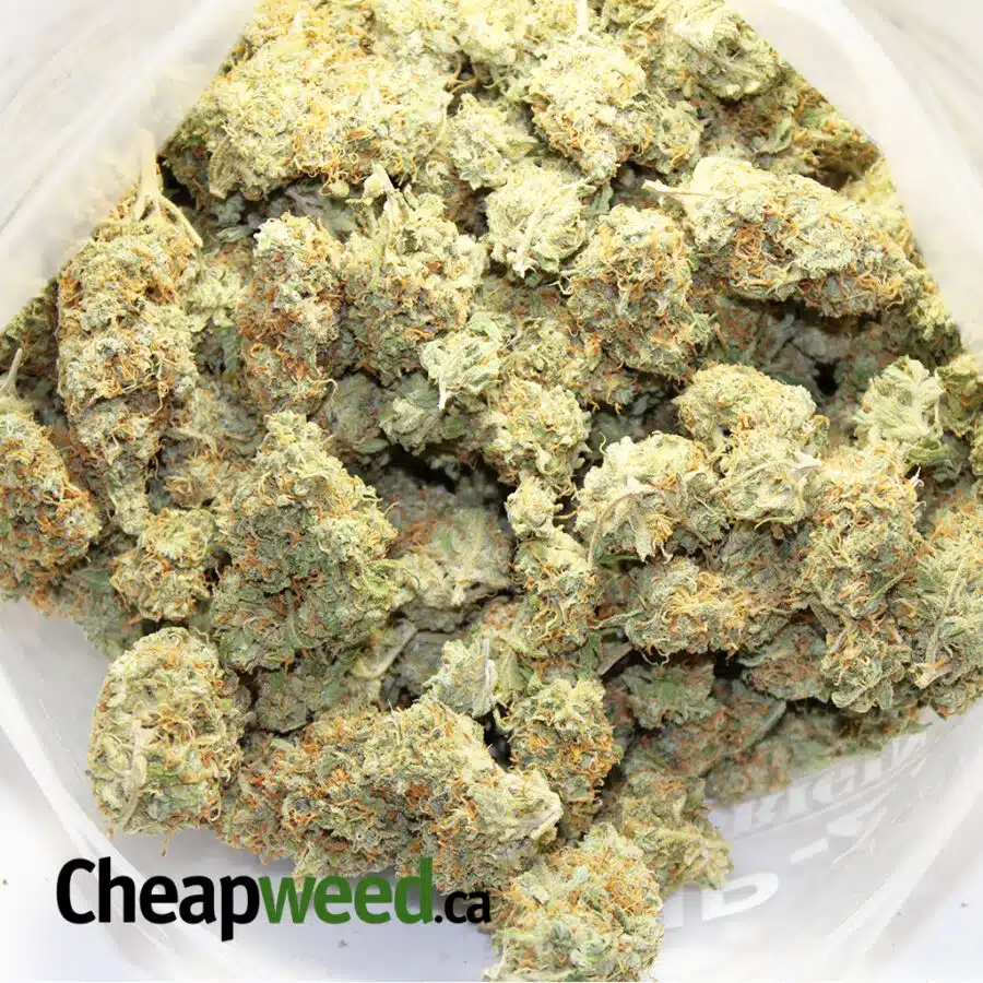 white potion 3 I White Potion