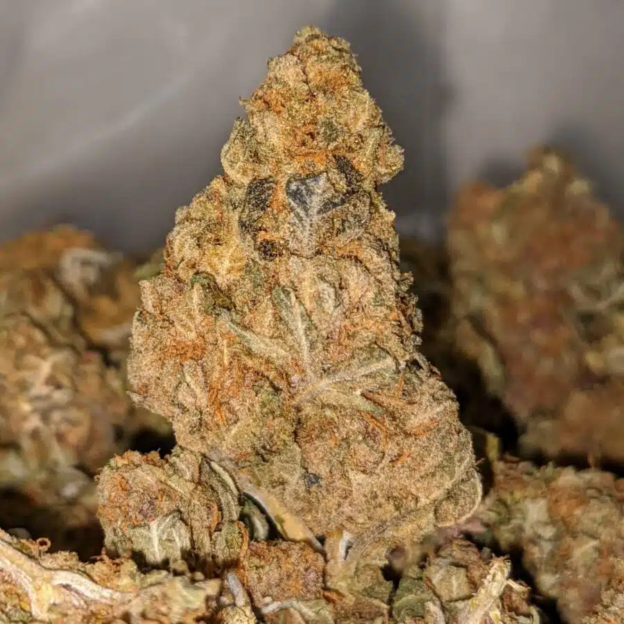 sour sagebush aa 1 I Sour Sagebush AA+