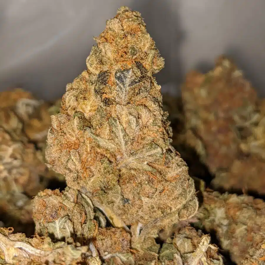 sour sagebush aa 2 I Sour Sagebush AA+