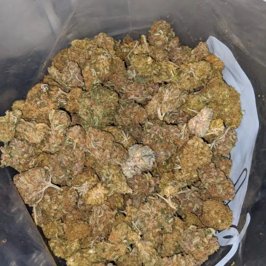 sour sagebush aa 3 I Sour Sagebush AA+