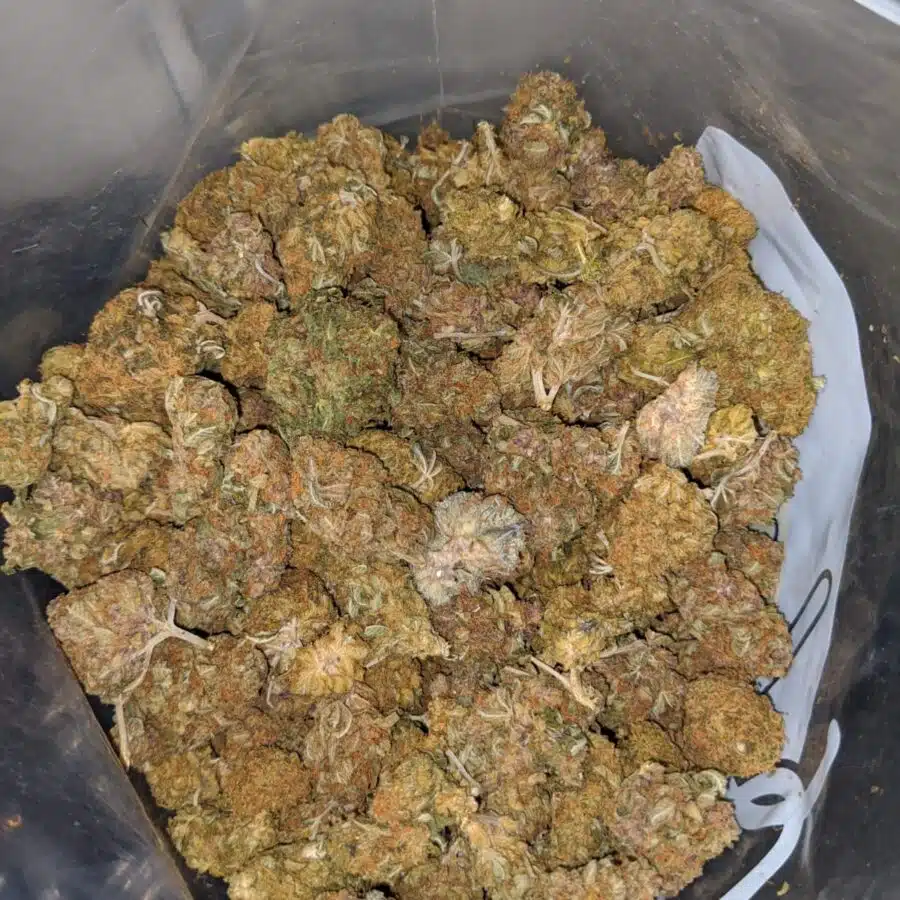 sour sagebush aa 4 I Sour Sagebush AA+