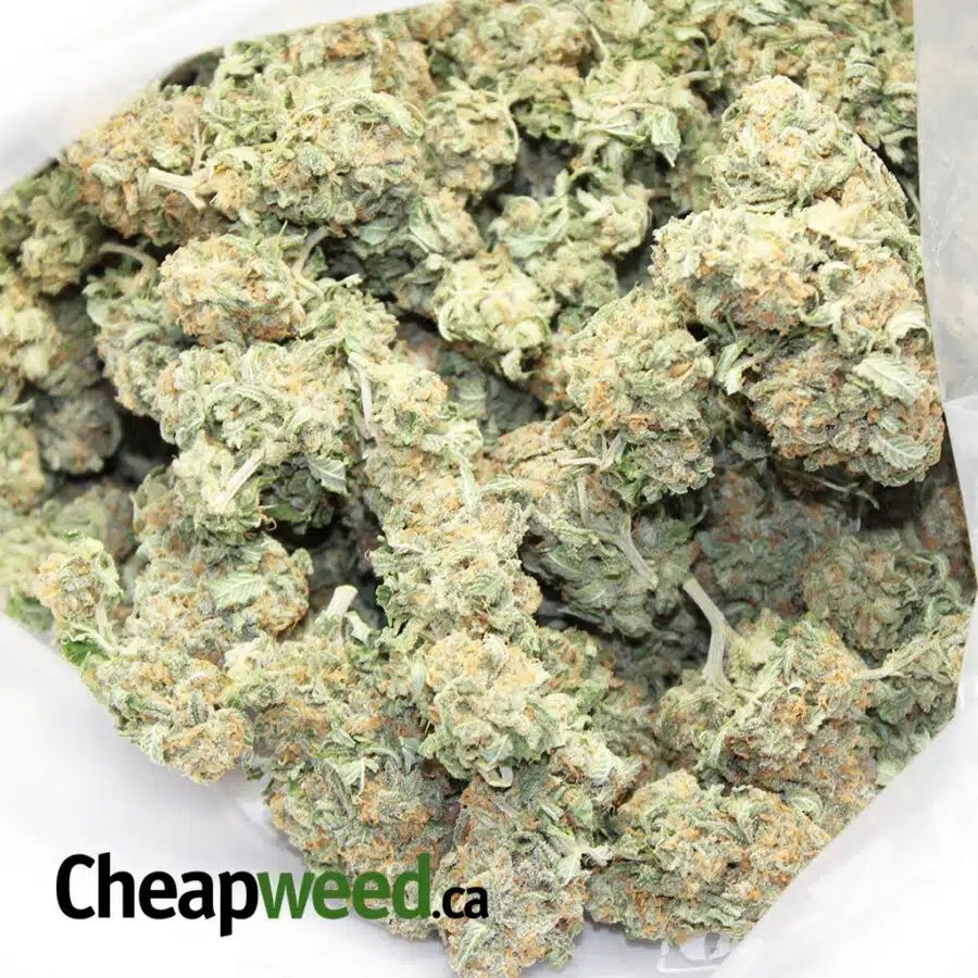 YELLOW NUKEN 4 I Violator Dream