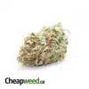 Kinder Kush