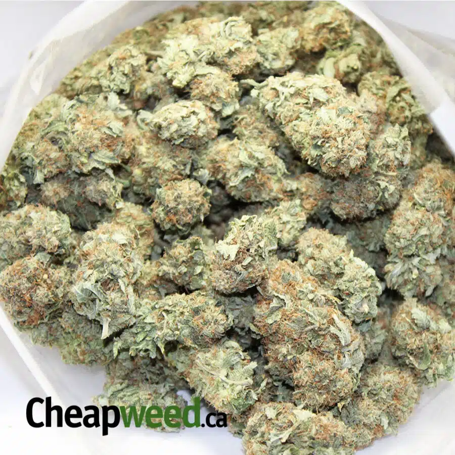 kinder kush 3 I Kinder Kush