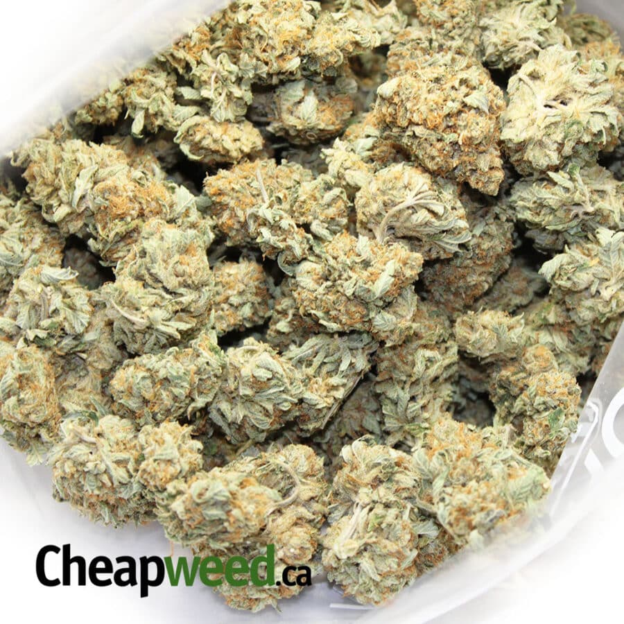 royal kush 1 I Royal King Kush