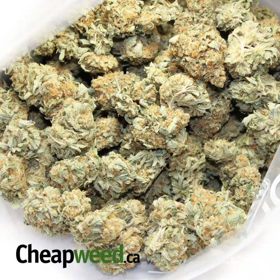 royal kush 1 I Royal King Kush