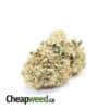 White Domina