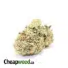 White Domina