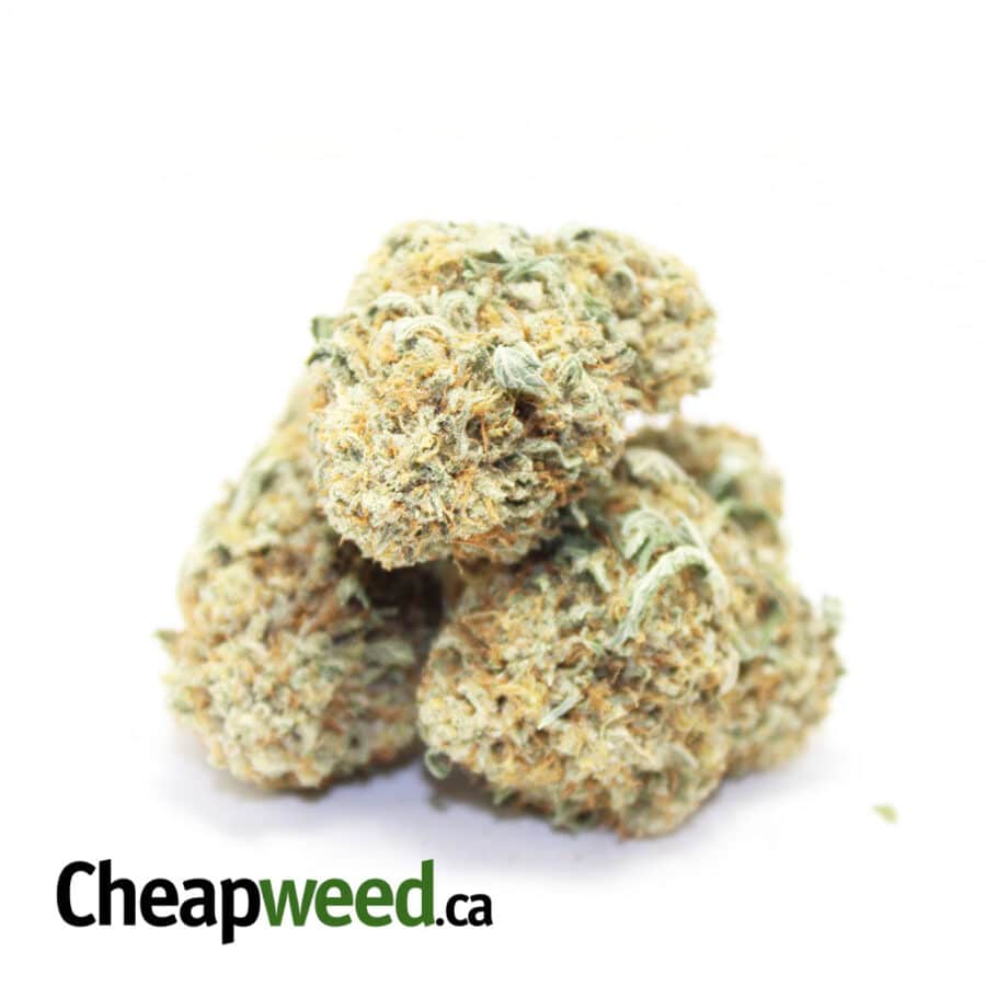 white domina 2 I White Domina