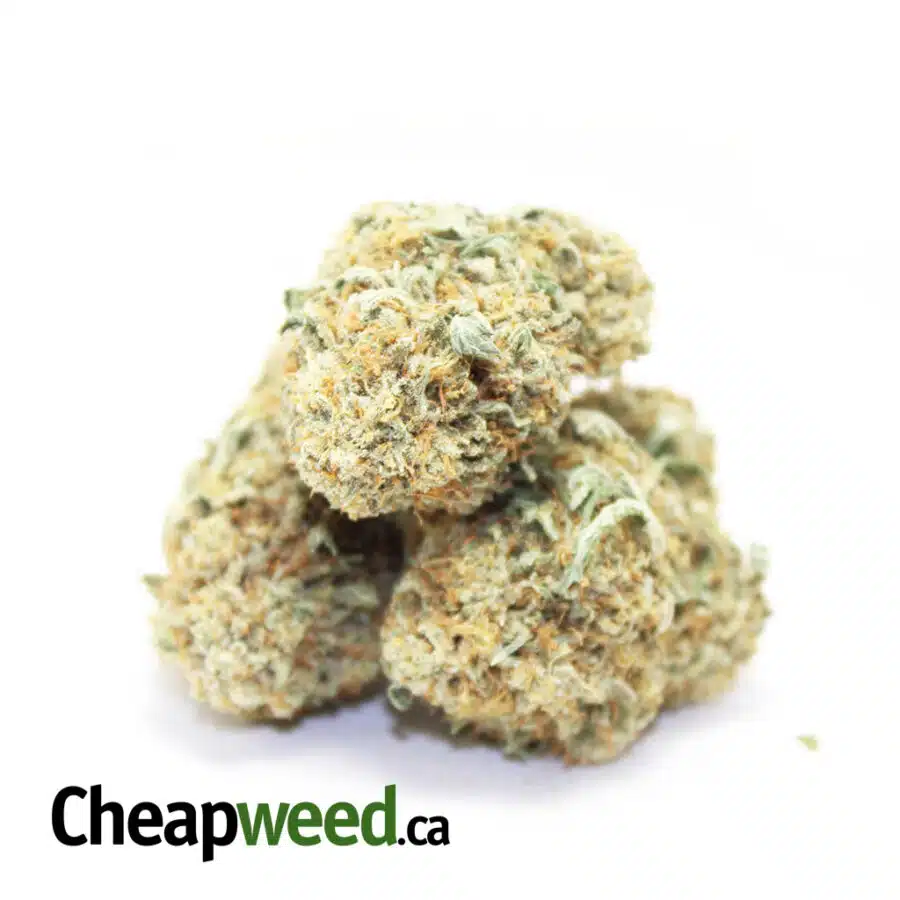 Alternative view of White Domina