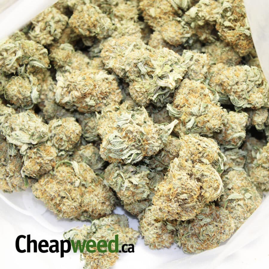 white domina 3 I White Domina
