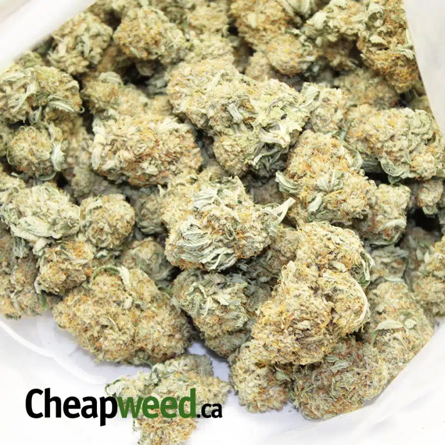 white domina 3 I White Domina