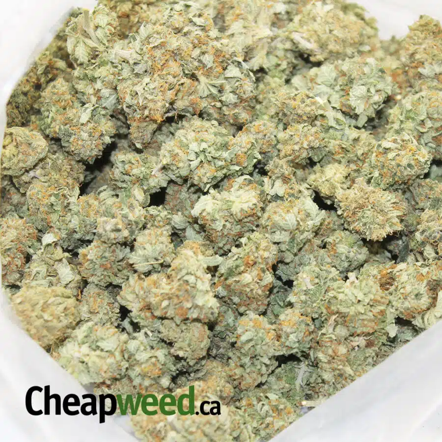 SUPERSTAR KUSH 3 I Superstar Kush