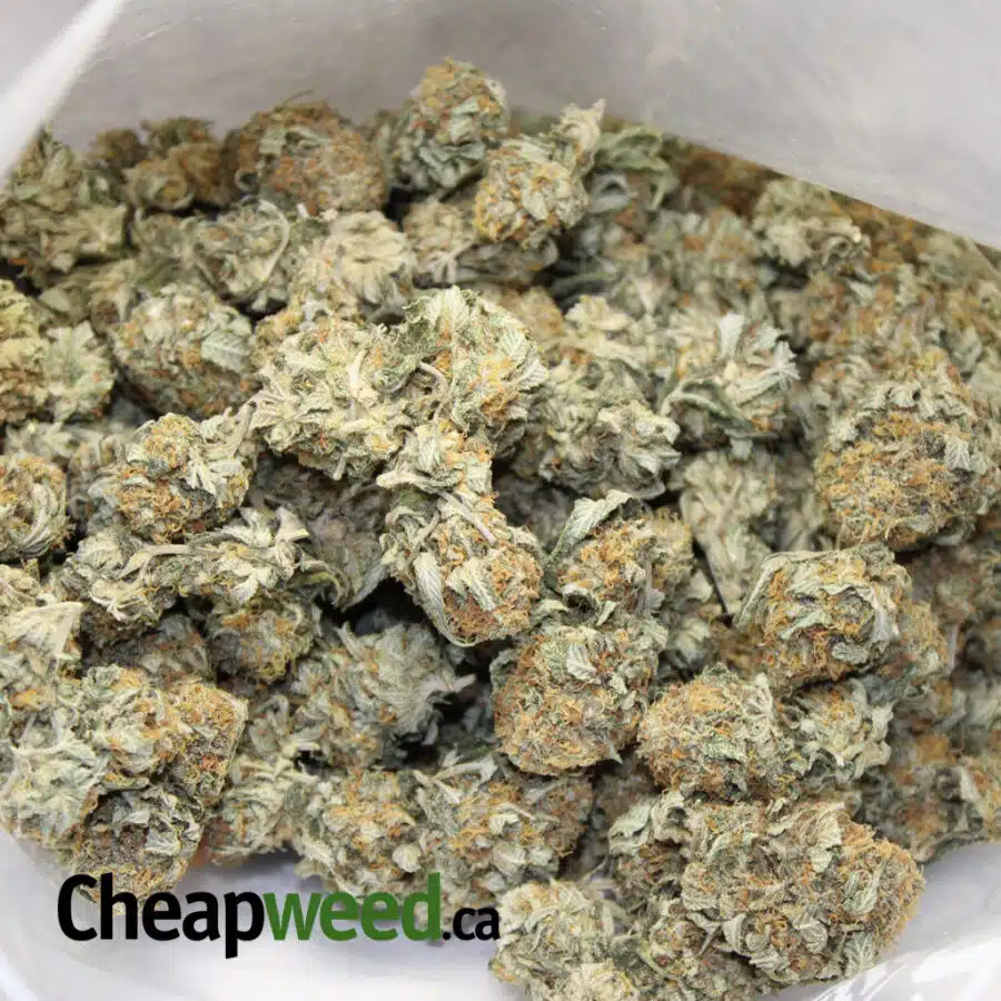 Alternative view of $113 OZ - Bronze Bubba