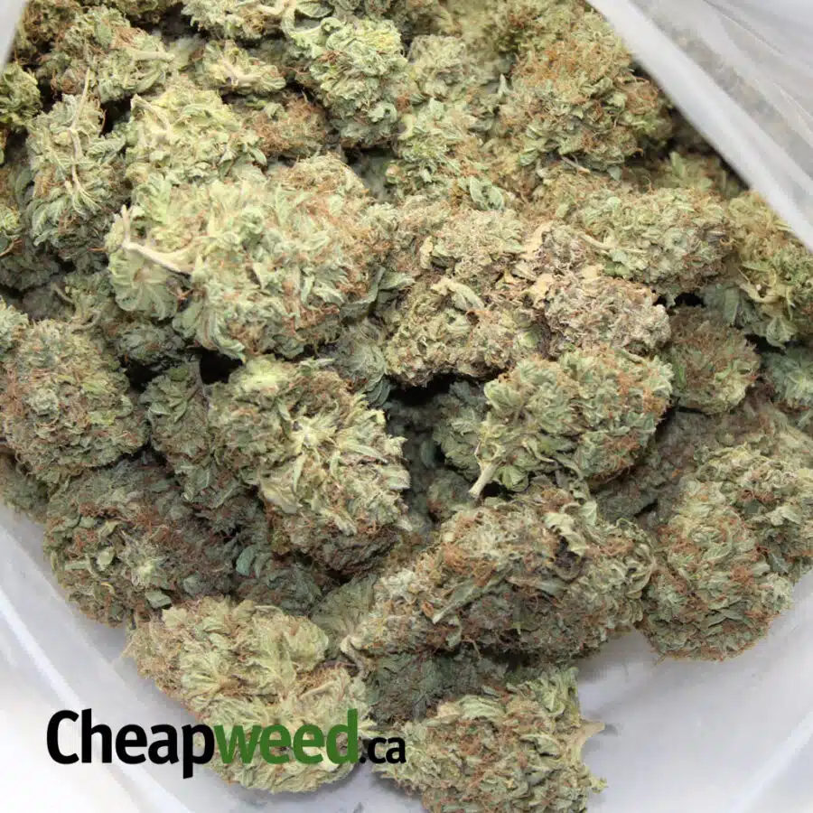 cowboy kush 2 I Cowboy Kush