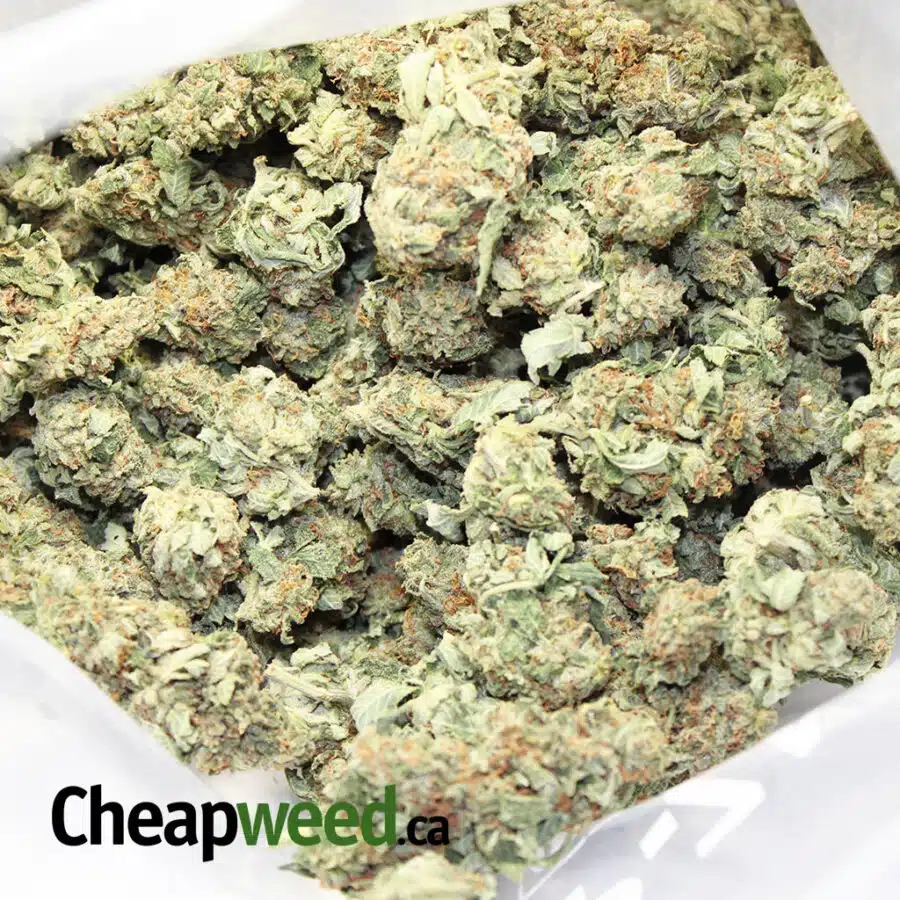 green kosher 3 I Green Kosher Kush
