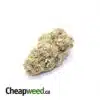Green Pine