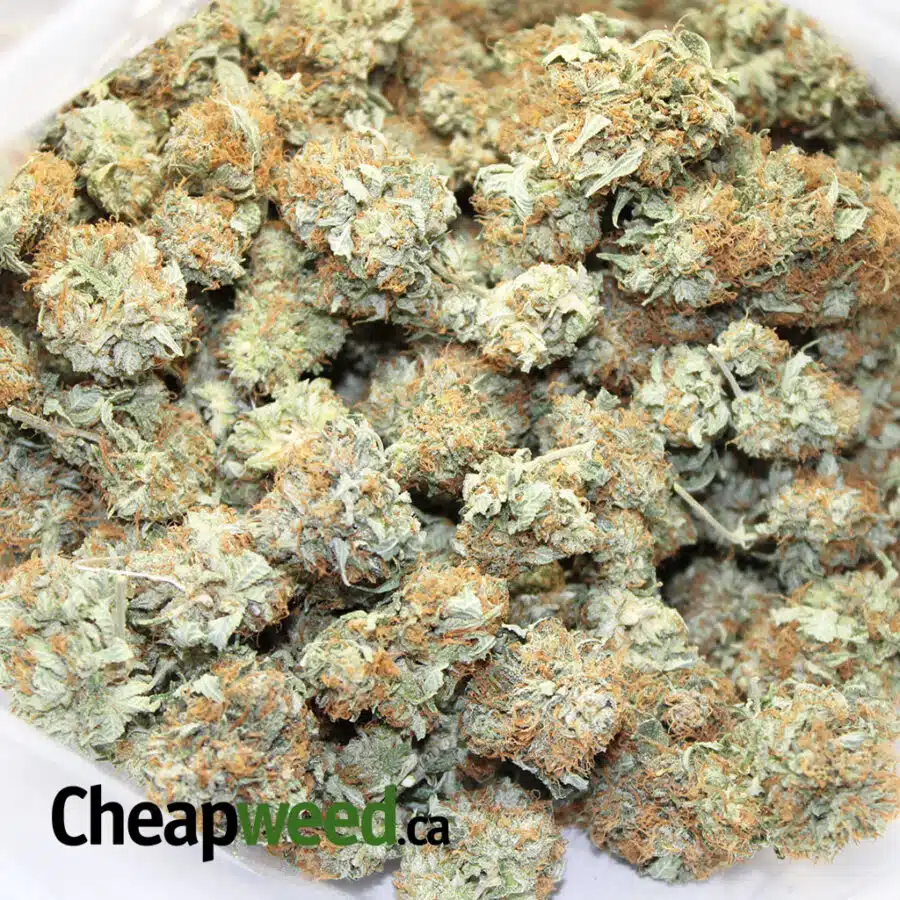 og kush 4 3 I OG Kush 4.0