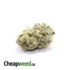 $99 OZ- Jack Candy