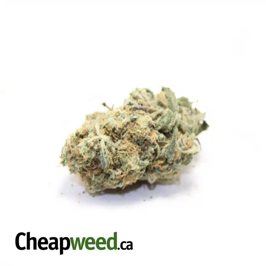 $99 OZ- Jack Candy