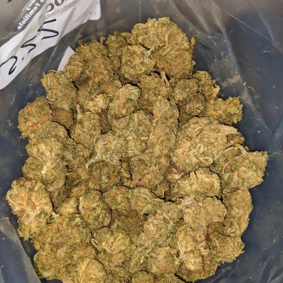 AA sour wtf 4 I AA+ Sour WTF