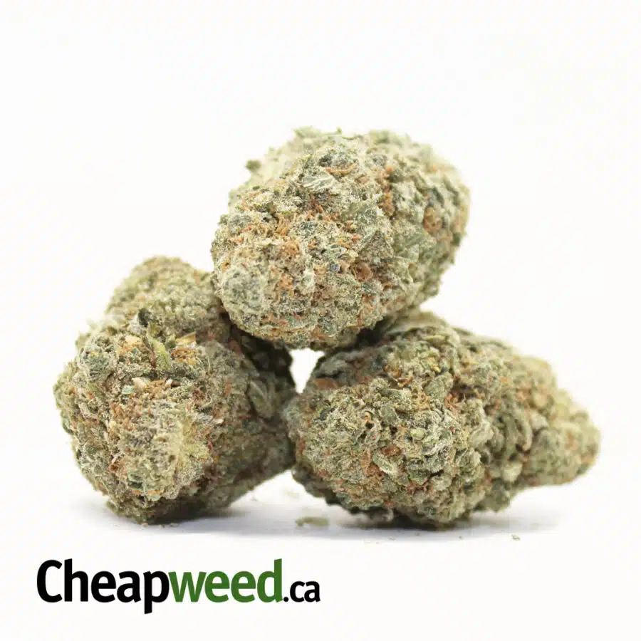 Alternative view of Greenfarm's Larry OG