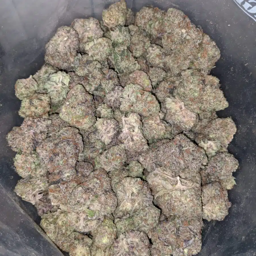 Purple Cosmic Cookies