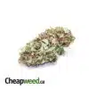$99 -Purple Fruit Loops