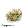 Select Sativa