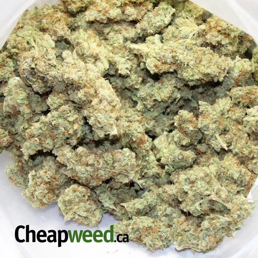 select sativa 3 I Select Sativa