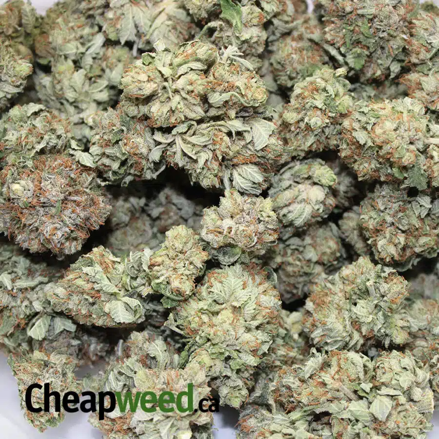 99 g 13 3 I $99 Oz - CHEAP G-13