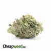 Greenfarm's Purple Bubba