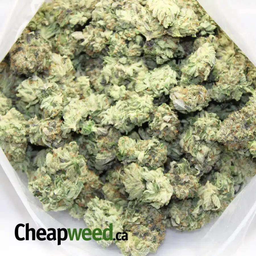 GF PURPLE BUBBA 4 I Greenfarm's Purple Bubba