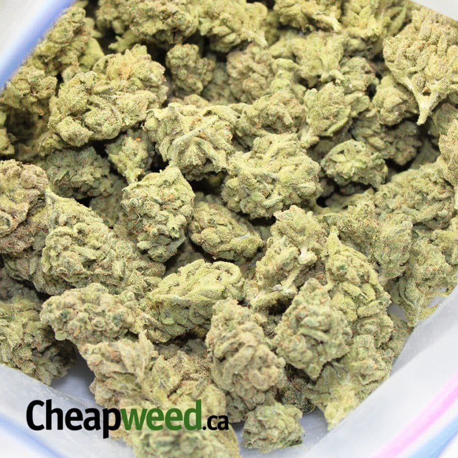 GREEN ZOMBIE 3 I $99 Oz - Green Zombie