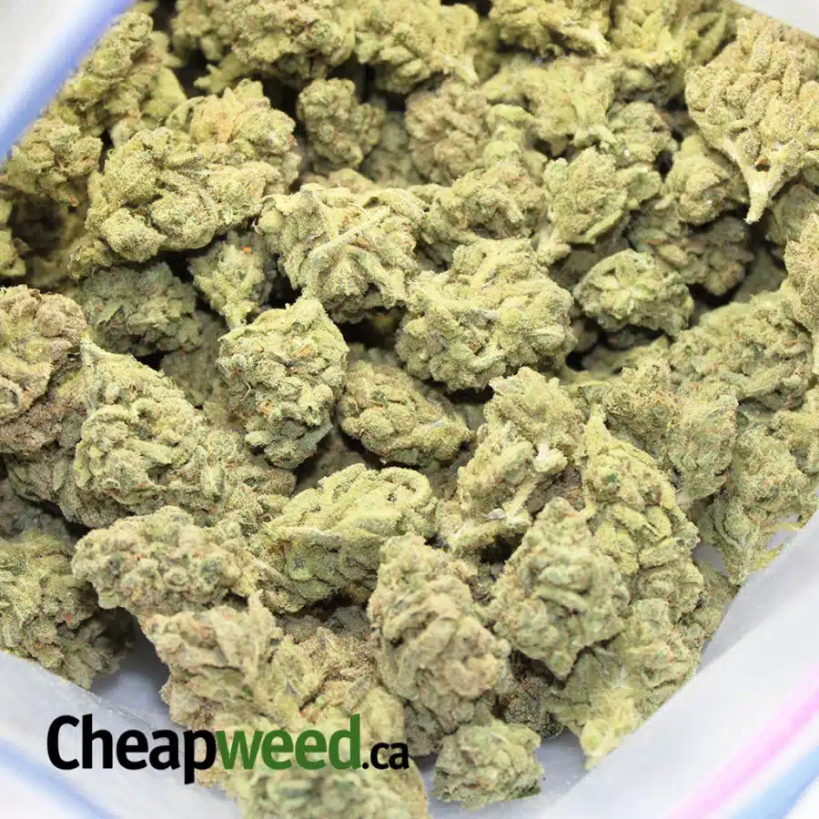 GREEN ZOMBIE 3 I $99 Oz - Green Zombie