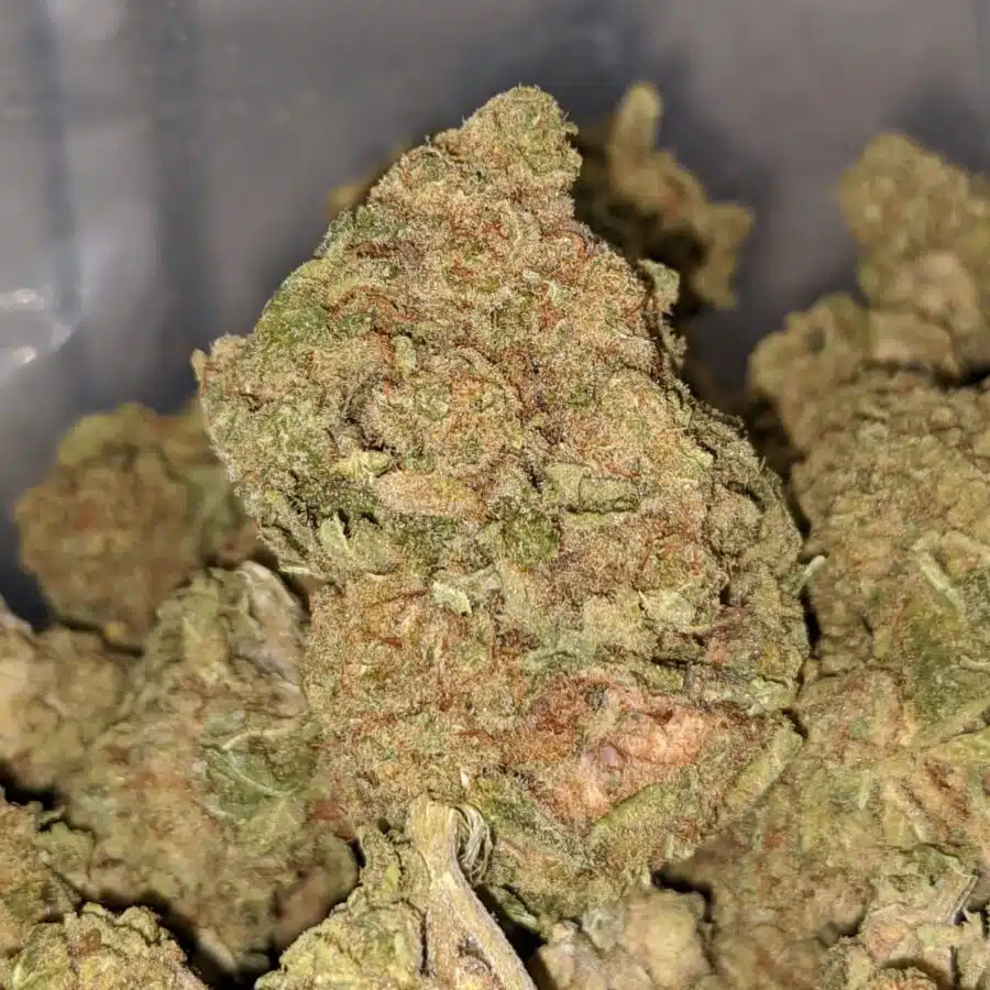 green widow bs 2 I Green Widow Bulk Special