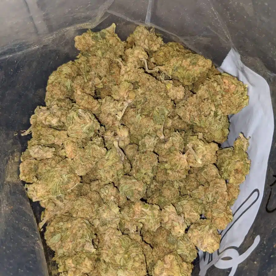green widow bs 3 I Green Widow Bulk Special