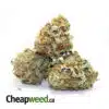 Select White Rhino