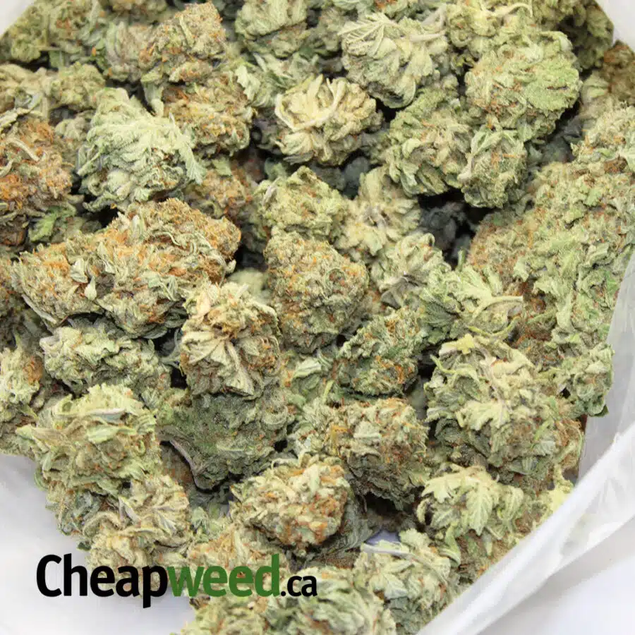 Alternative view of Select White Rhino
