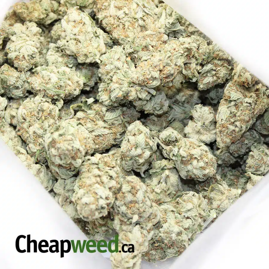 super diesel x lemon thai 3 I Super Diesel X Lemon Thai