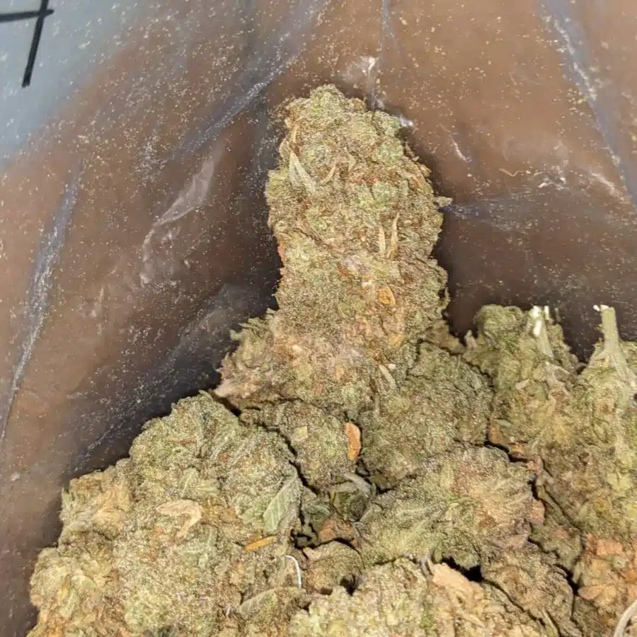 Sweet Diesel 3 I Sweet Diesel