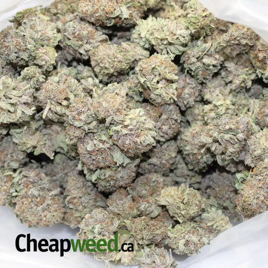 blue durban 3 I Blue Durban