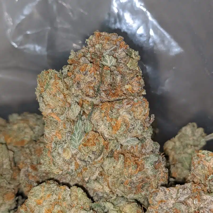 cali bubba 1 I Cali Bubba #2