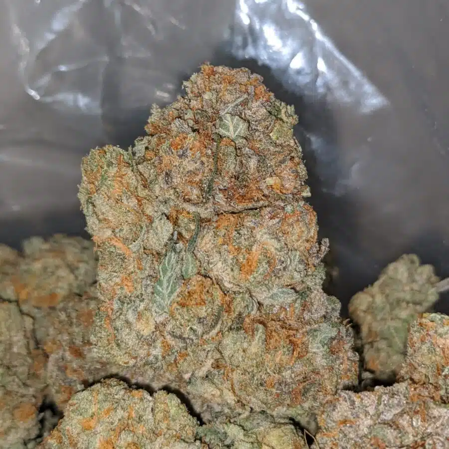 cali bubba 2 I Cali Bubba #2